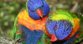 Parakeets at Birds Of Eden free flight bird sanctuary