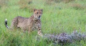 Big Five wildlife at Gondwana Game Reserve in Mossel Bay