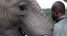 Knysna Elephant Park is located between Knysna and Plettenberg Bay