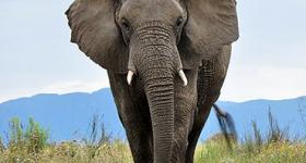 Extraordinary Elephant Encounters