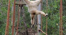 The bridge at Monkeyland Plettenberg Bay