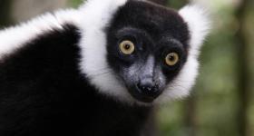Lemur at Monkeyland Primate Sanctuary