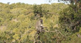 Monkeyland Primate Sanctuary Plettenberg Bay