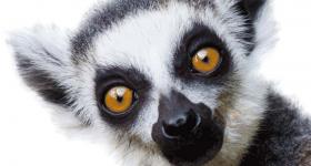 Lemur at Monkeyland Primate Sanctuary Plettenberg Bay