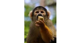 Squirrel monkey at Monkeyland