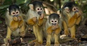 Squirrel monkeys at Monkeyland Primate Sanctuary Plettenberg Bay