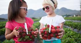 Experience the picking of your own strawberries