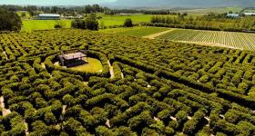 The maze at Red Berry Farm