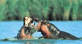 The iSimangaliso Wetland Park supports South Africa's largest population of hippos