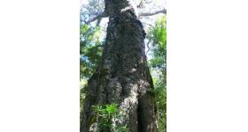 tsitsikamma’s big tree,garden route,south africa tsitsikamma’s big tree,garden route,south africa