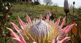 protea plant,south africa