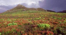 cape flora,south africa