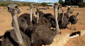 ostrich farm,oudtshoorn ,south africa
