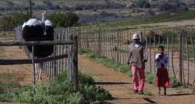 Calitzdorp Ostrich farm Garden Route Western Cape South Africa