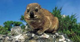 Dassie or Rock Hyrax De Rust Garden Route Western Cape South Africa