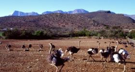 Ostrich Farm De Rust Garden Route South Africa