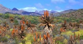 Aloe plants De Rust Garden Route Western Cape South Africa