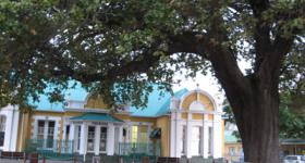 Old Slave Tree George Garden Route South Africa Old Slave Tree George Garden Route South Africa