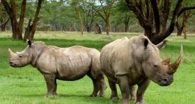 Rhino Great Brak River Garden Route Western Cape South Africa Rhino Great Brak River Garden Route Western Cape South Africa