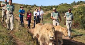 Walking With African Lions at Zorgfontein  Garden Route Western Cape South Africa