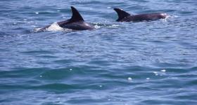 Hartenbos dolphin watching Garden Route Western Cape South Africa