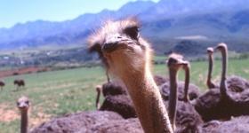 Ostriches Oudtshoorn's mail export