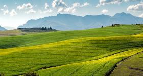 Canola fields near Swellendam