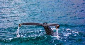 Whale breaching