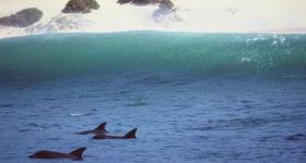 Dolphins in Plettenberg Bay