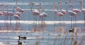 Flamingos at Swartvlei Sedgefield Garden Route South Africa