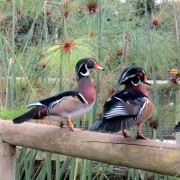 Birds of Eden free flight sanctuary Plettenberg Bay - Garden Route South Africa