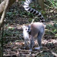 Monkeyland primate sanctuary Plettenberg Bay - Garden Route South Africa