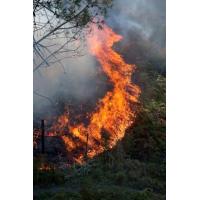 Hakerville Forest fire (Images by Liam Beattie