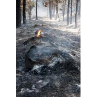 Hakerville Forest fire (Images by Liam Beattie