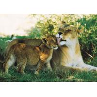 Lioness with Cub
