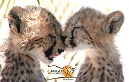 Cango Wildlife Ranch