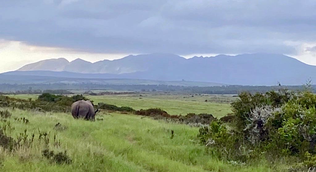 Big Five wildlife at Gondwana Game Reserve Mossel Bay