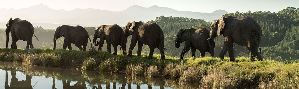 Knysna Elephant Park Garden Route Attractions