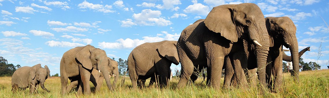 Knysna Elephant Park is located between Knysna and Plettenberg Bay