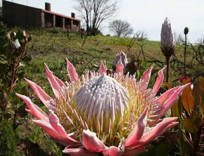 South African Wildlife Plants & Animals
