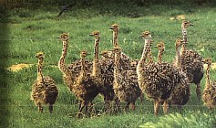 Ostriches in Oudtshoorn