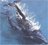 Whales in Plettenberg Bay